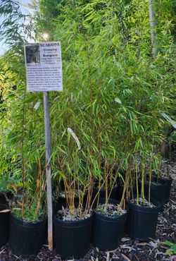 Non invasive Bamboo