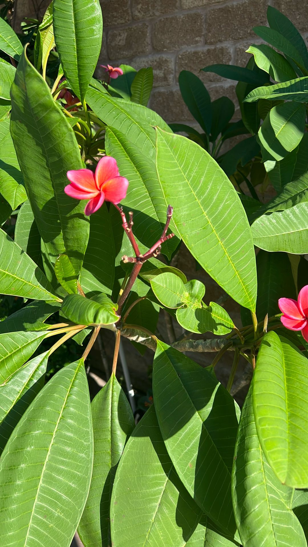 plumerias , Heliconica’s