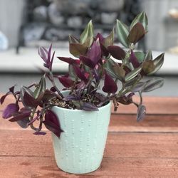 $8 Tradescantia Zebrina