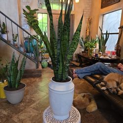 2ft 10in Tall Sansevieria Snake Plant  (Incl. Ceramic Pot)
