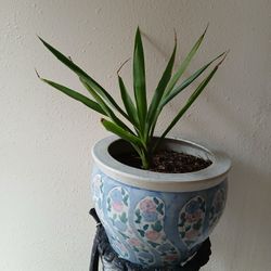 LOVELY PLANT ❤️😍 IS REAL 