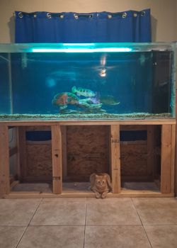 220 gallon fish tank