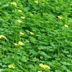 Oxalis, (Oxalis pes-caprae), $1.50 for 9 Oz cup. 