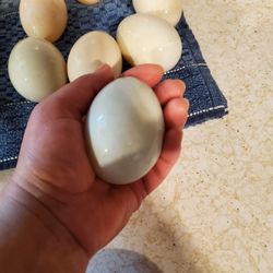 Free Range Organic Duck Eggs 