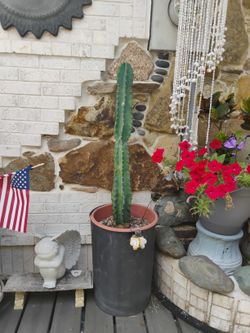 32-in Peruvian Apple Cactus