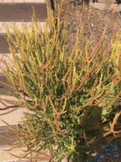 Succulent Plant Sale! Fire sticks!