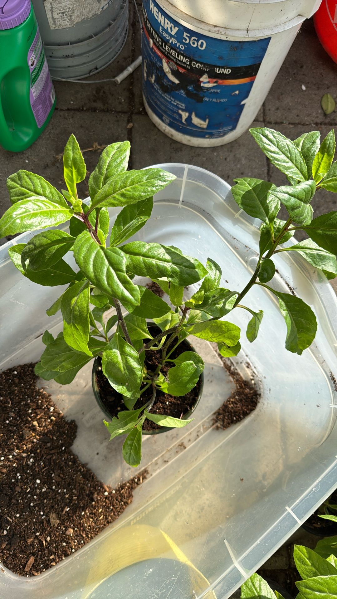 Insulina Plant 