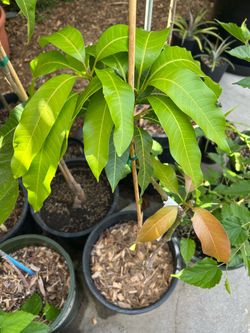Cotton Candy Mango Tree Grafted