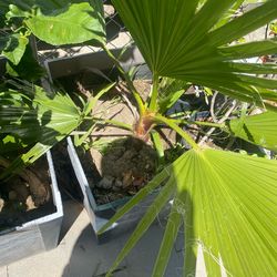 Palm tree 3ft