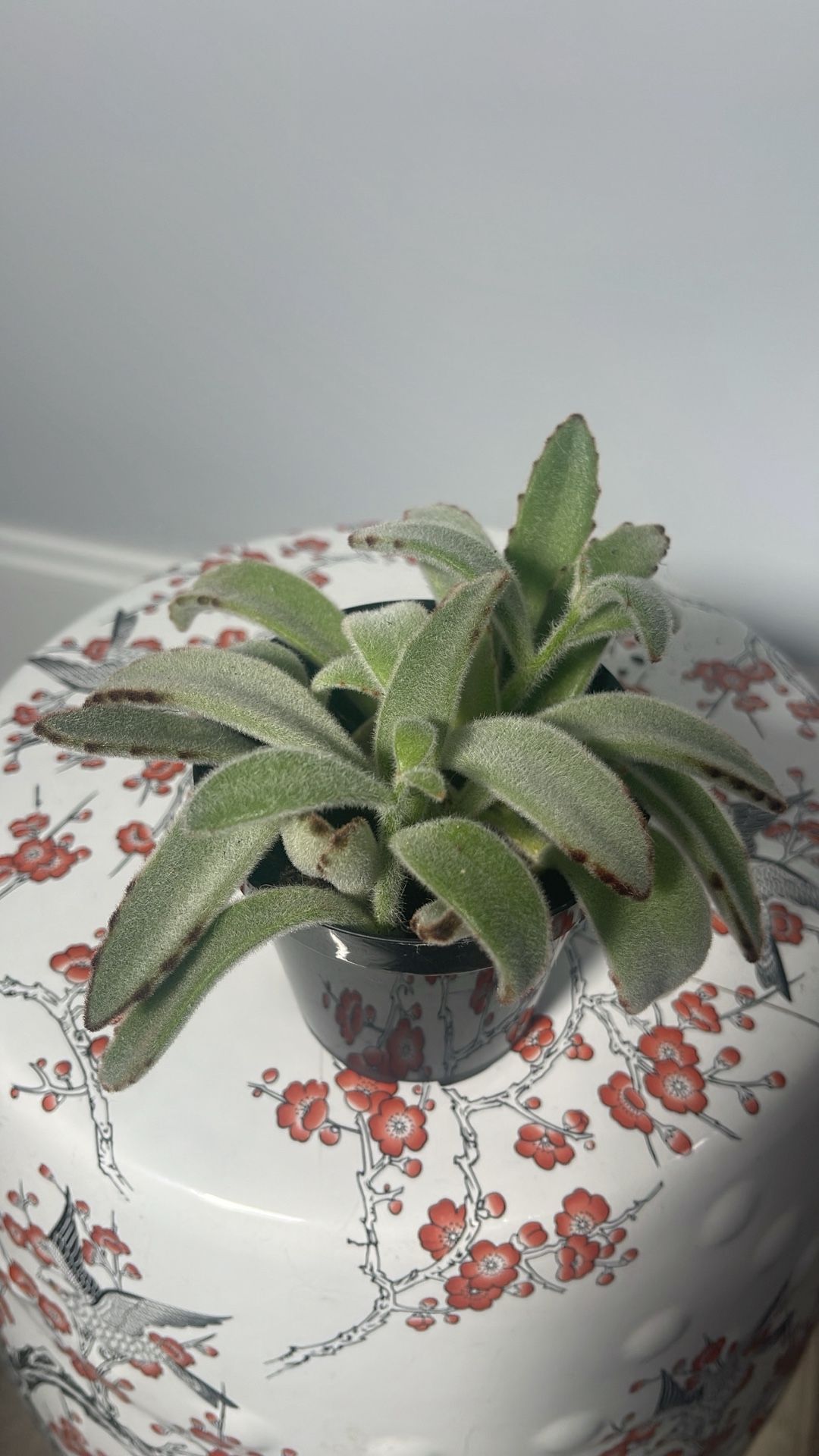 Small Fluffy Panda Plant Succulent
