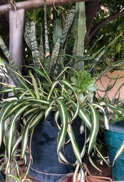 Succulent