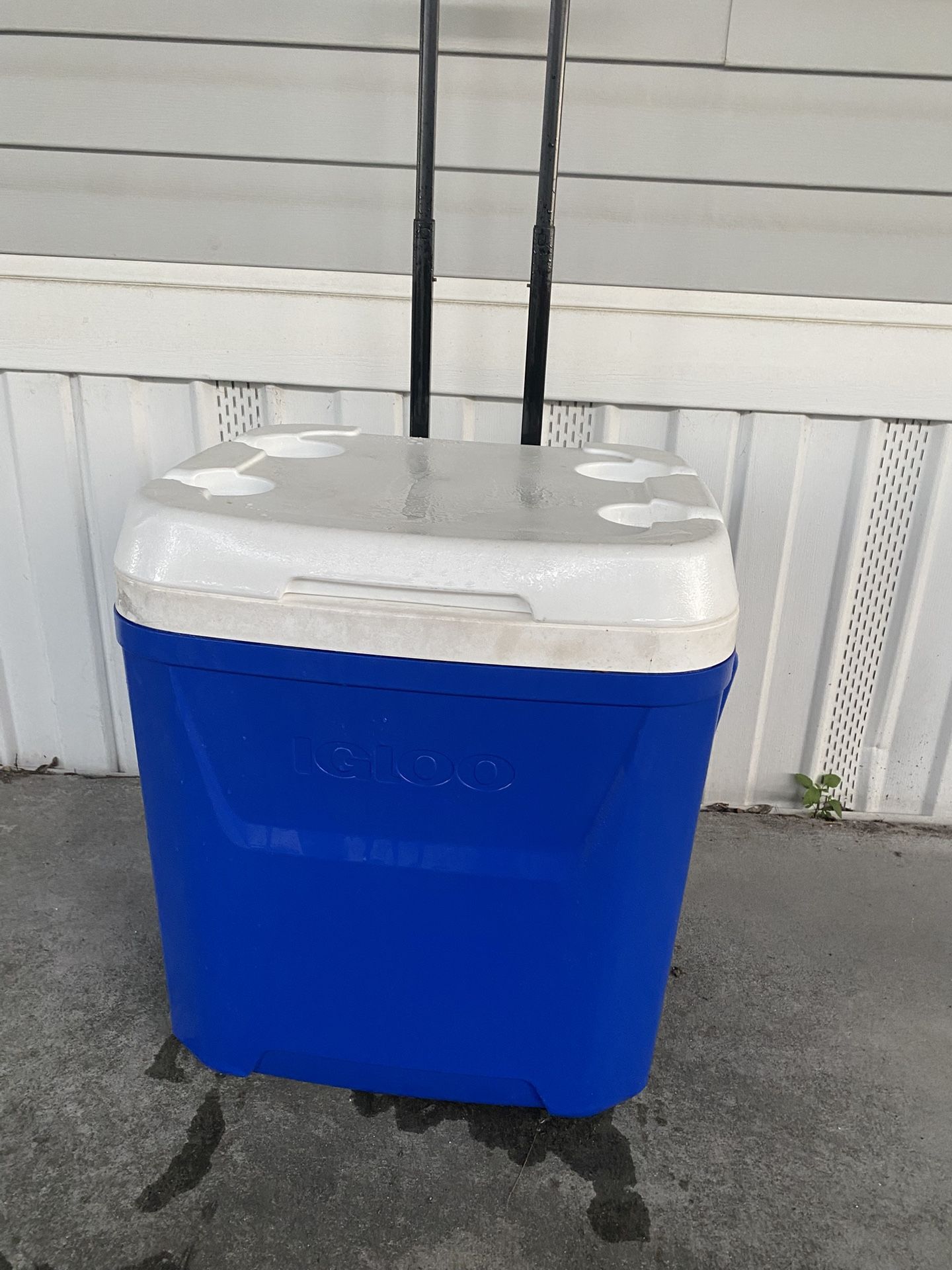 Cooler Igloo Brand