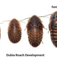 Dubia Roach 