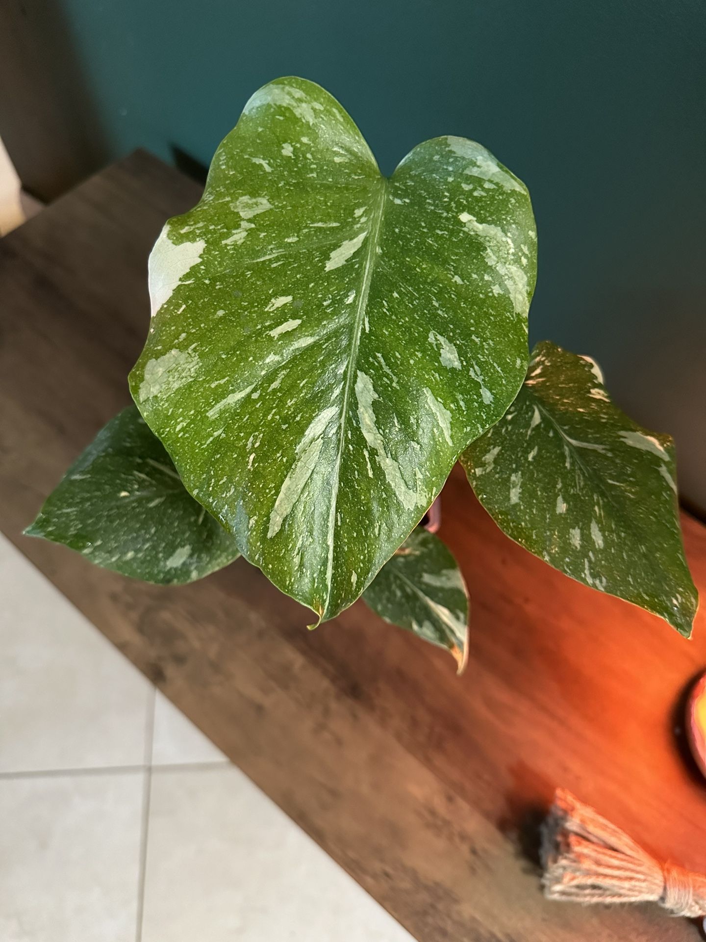 Monstera Thai Constellation 4in Pot