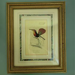 Framed Humingbird Prints