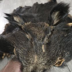 4ft Wild Boar Hide