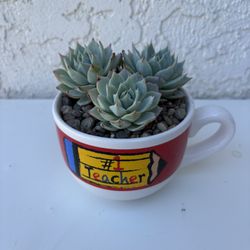 Echeveria Peacockii