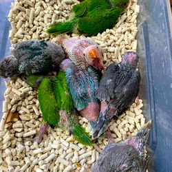 Birds poop order container