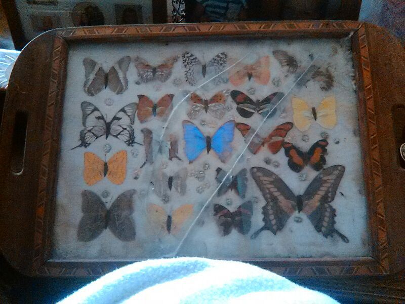 Real butterfly tray