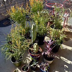 ‘Firestick’ Pencil Cactus -only 3 left