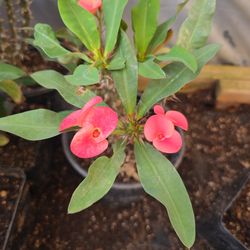 Corona de Cristo Semilla