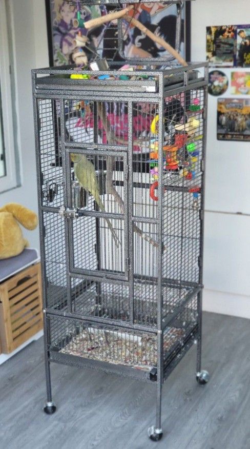 Bird Cage (Bird Not For Sale)