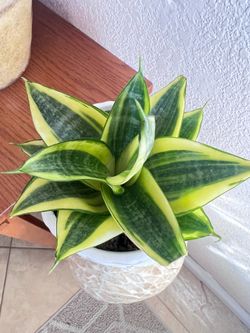 Very rare.. Golden Bird’s Nest Snake Plant Indoor