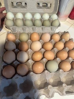 Huevos fertiles
