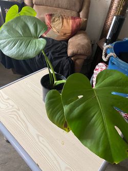 Monstera Deliciosa Live Plant