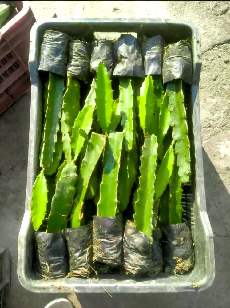 Dragon Fruit Plant (1-2' ft.) - 3 for $10 🐉🌵