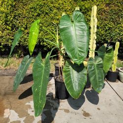 giant philodendron jose buono 