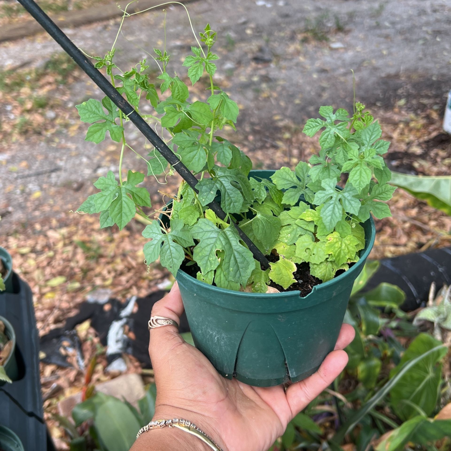 Cerasee Plant