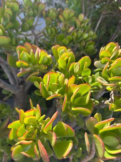 Jade plant