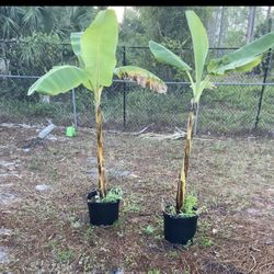 Banana Plants 