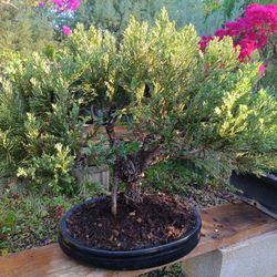 Gorgeous Juniper Bonsai Tree 🌲$275