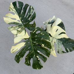 Beautiful High Variegation Monstera Thai Constellation