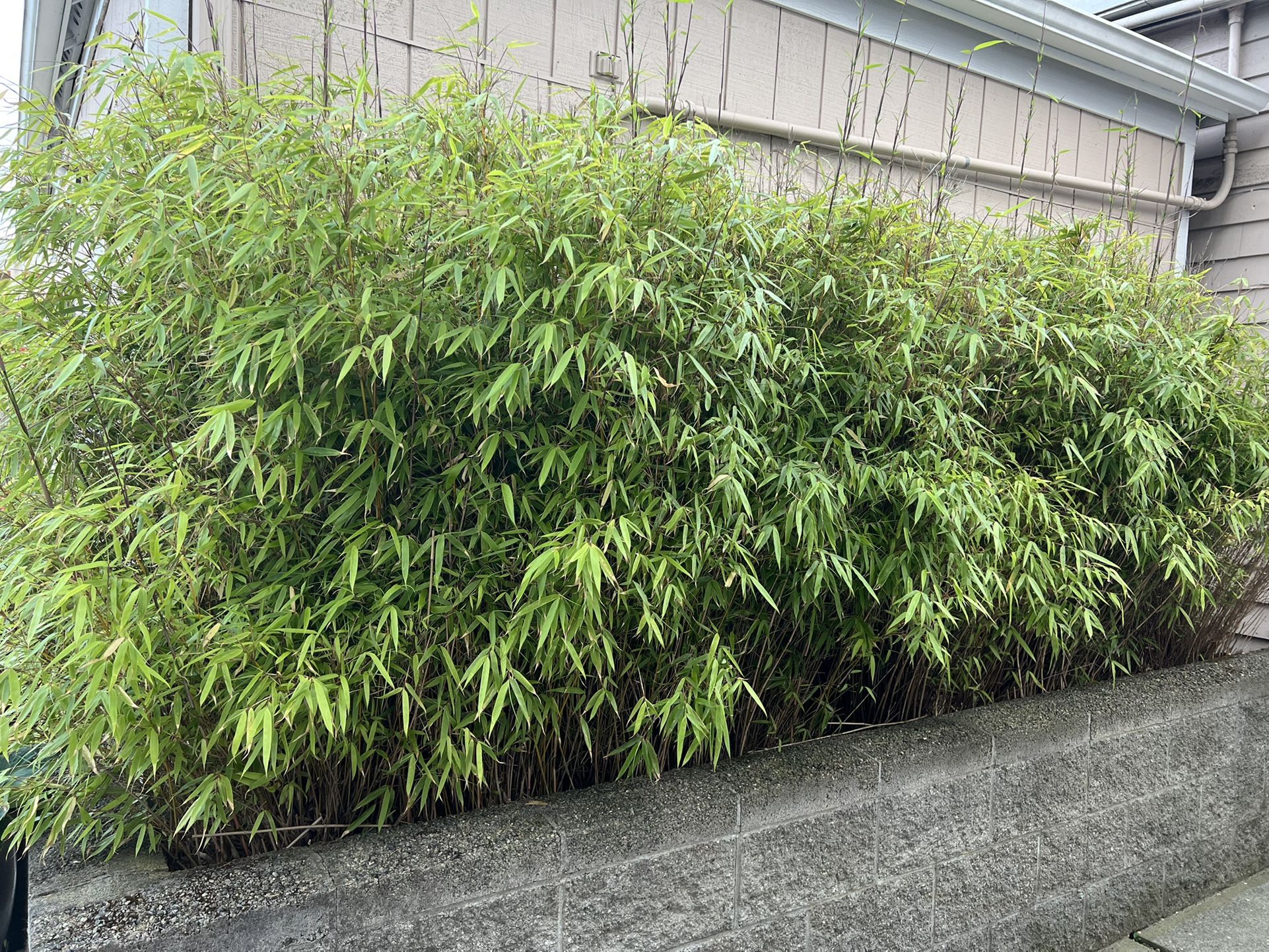 Wholesale Price! Clumping Bamboo Plants