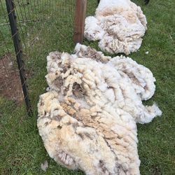 Raw wool
