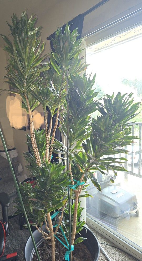 Real (Tree-plant) $75 OBO