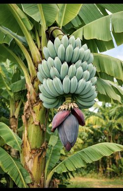 Blue Java Banana Plant for Sale – “Ice Cream Banana