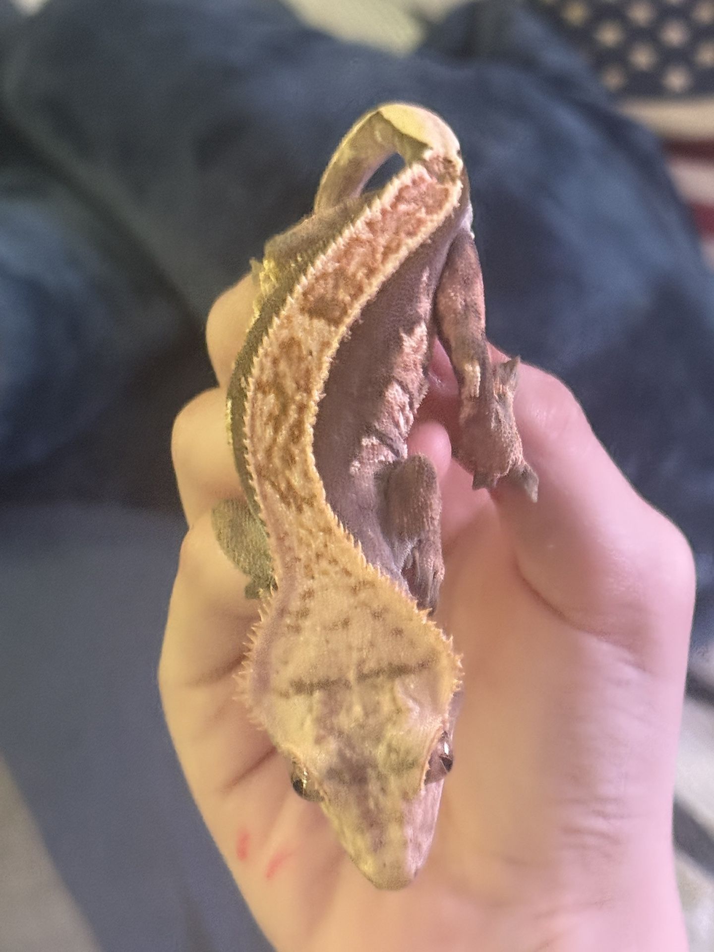 Male Crested Gecko