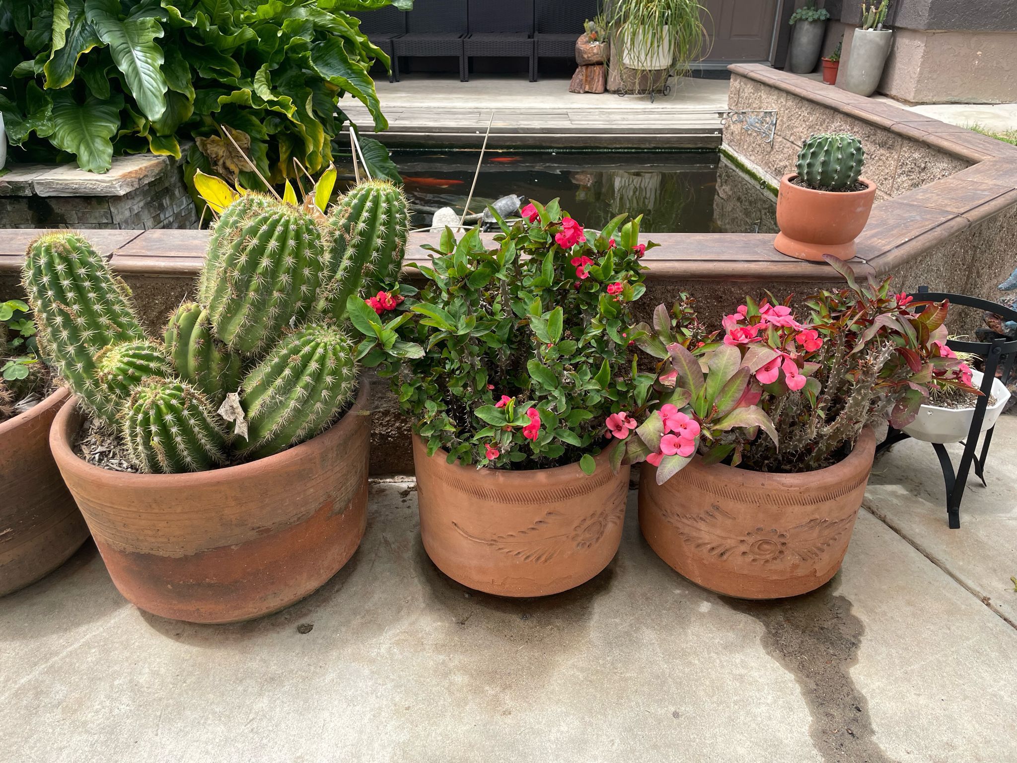 Plants With Pots Plantas Con Macetas 
