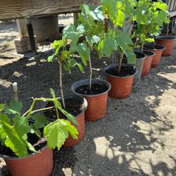 Thompson Seedless Grape Vine