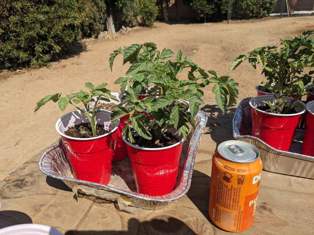 Beef Steak Tomato Plants!