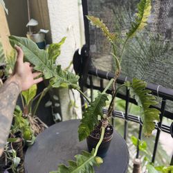 Philodendron Ring Of Fire 