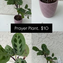 Prayer Plant 
