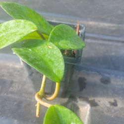 Hoya Plants 