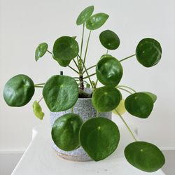 Small Indoor plants for sale