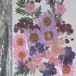Dried Pressed Flowers - NEW*