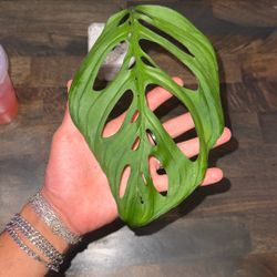 Monstera esqueleto 